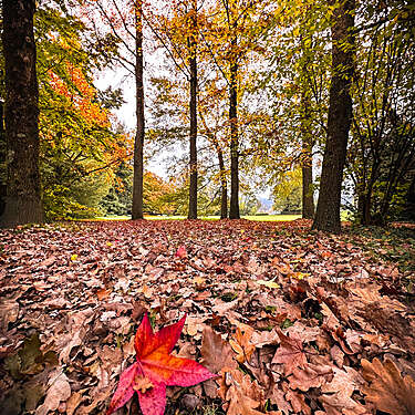 Semaine gourmande : Déco d'automne goumande