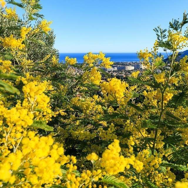 Visite guidée d’une exploitation, d’une forcerie et découverte du métier de mimosiste - sans petit déjeuner