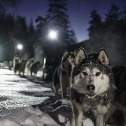 Les soirées d'Azak Mushing au Lou Chancroy