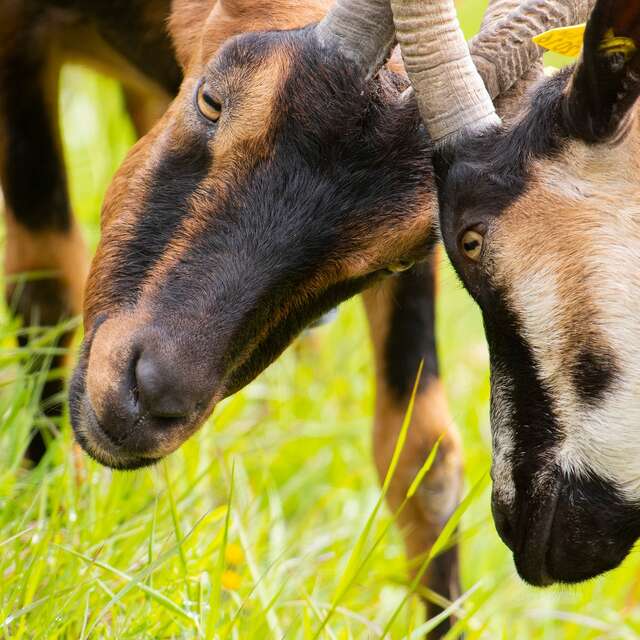 Visite guidée de la Chèvrerie de la Gliamery
