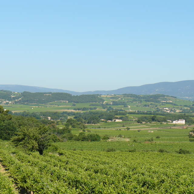 Sortie buissonnière "Vignes et écologie"