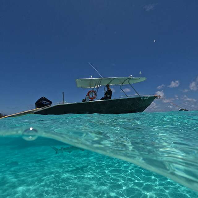 Moorea Ocean Riders - Whale watching tours