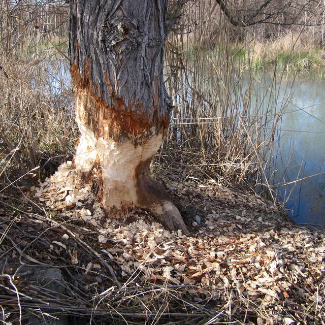 Balade nature : le castor