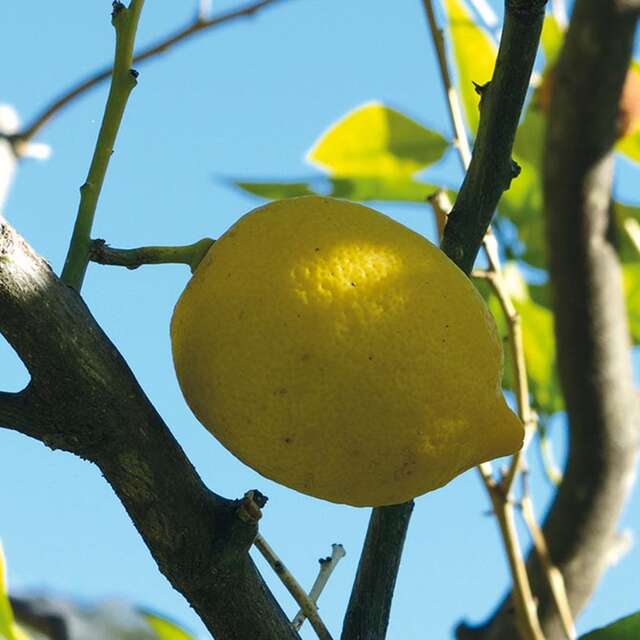 92. Fête du Citron® - Ausflug zur Agrumeraie le Domaine des 4 Vents