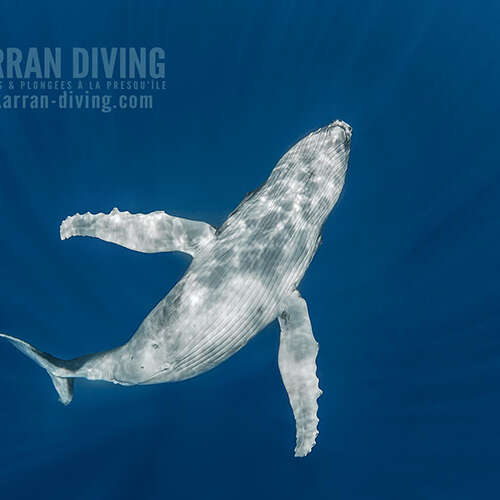 Mokarran Diving - Whale watching tours