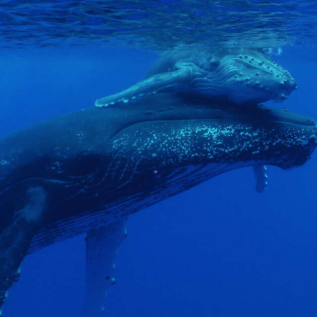 Tātahi Tours - Whale watching tours