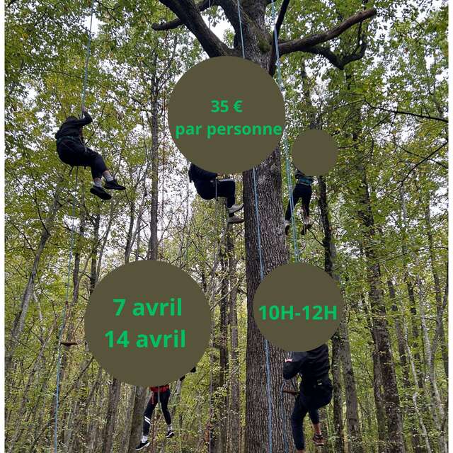 Découverte grimpe d'Arbre