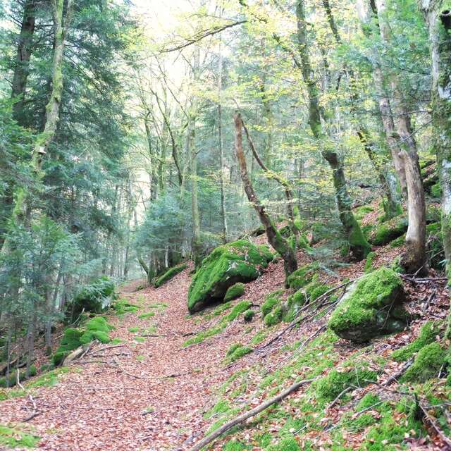 Paysages du Haut-Forez