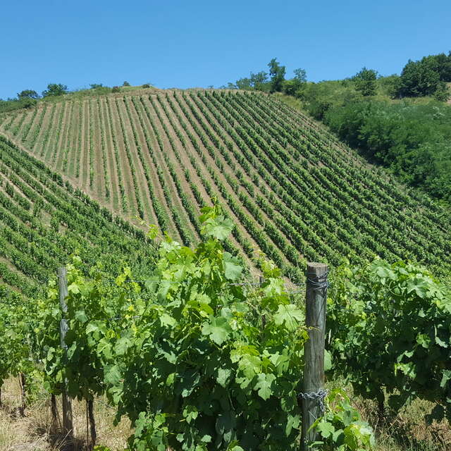 Les vins de la Madone - Gilles Bonnefoy & Damien Faure