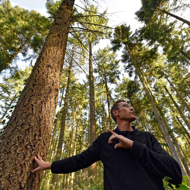 La forêt sous toutes ses facettes