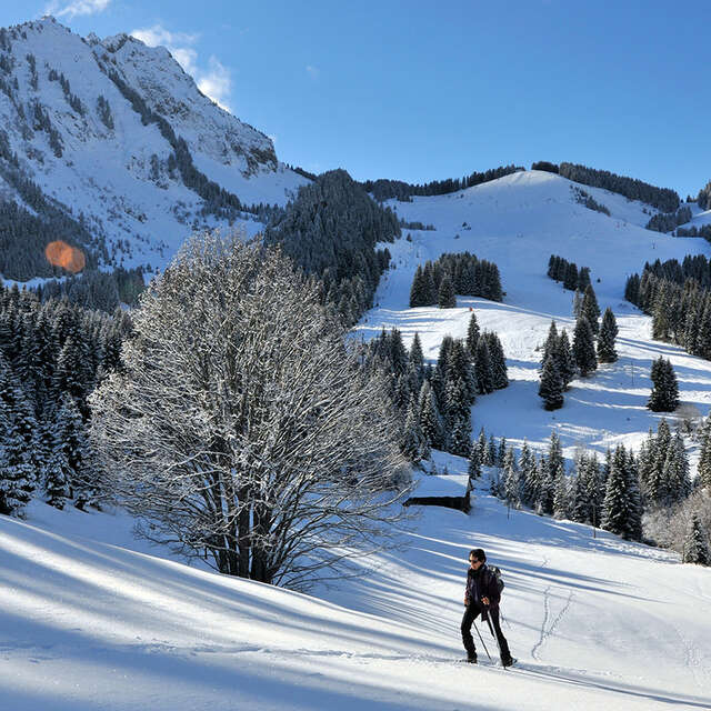 Itinéraire raquettes : Versant forestier