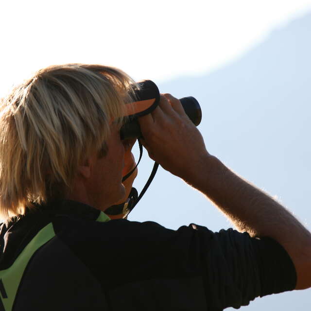Bureau Montagne : Observation des chamois, voltigeurs des cimes!