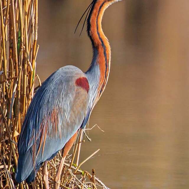 Rendez-vous nature : Prise de bec / Les oiseaux au printemps