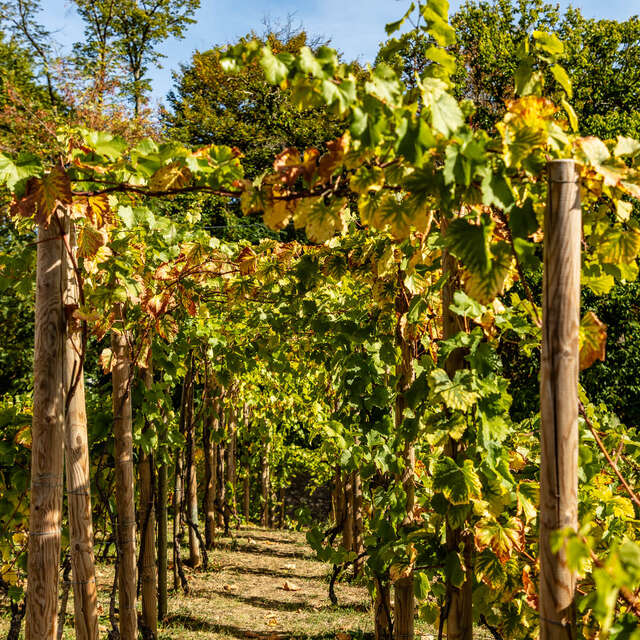 Visite dégustation des vignes des coteaux de Louveciennes