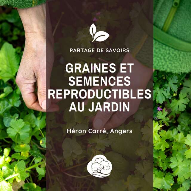 Graines et semences reproductibles au jardin