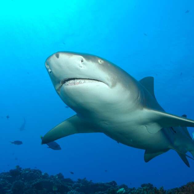 Tahiti Shark Expeditions