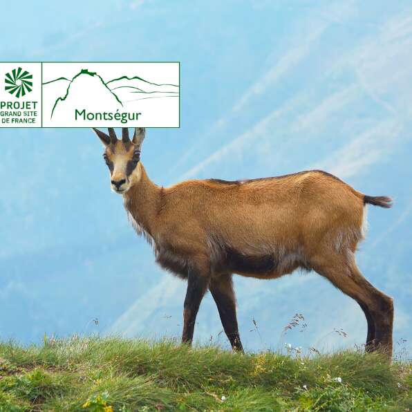 A la découverte de la faune des sommets du Grand Site