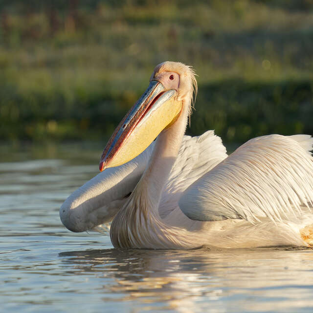 Projection - Danube, miroir sauvage des ciels d'Europe