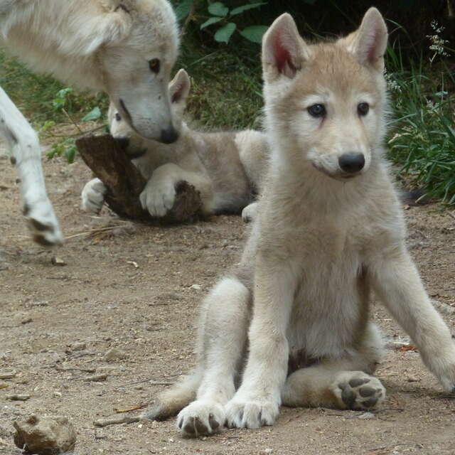 Le parc des loups du Gévaudan