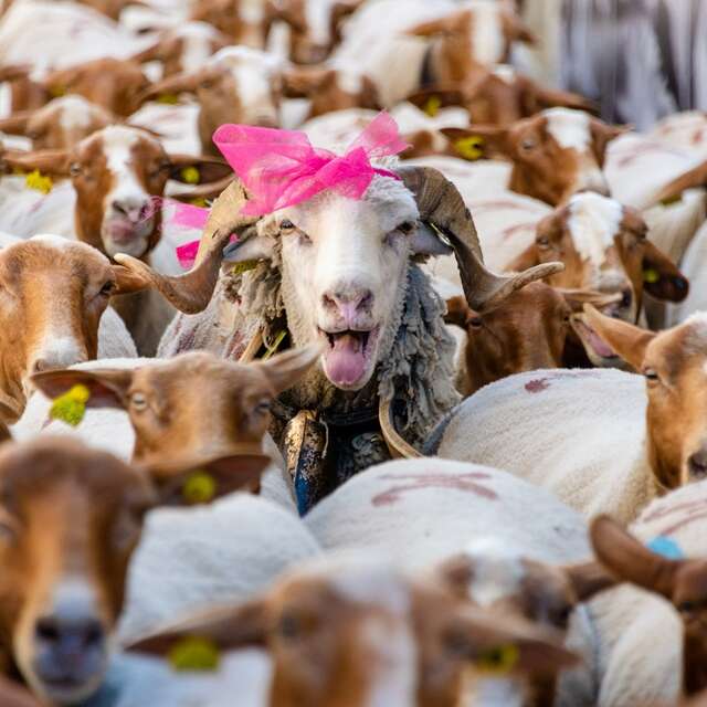 Fête de la Transhumance