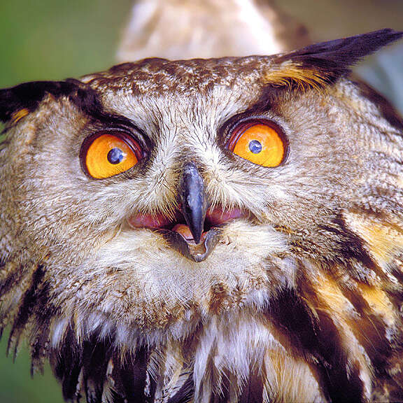 OWLS - Chouettes et hiboux d'Europe