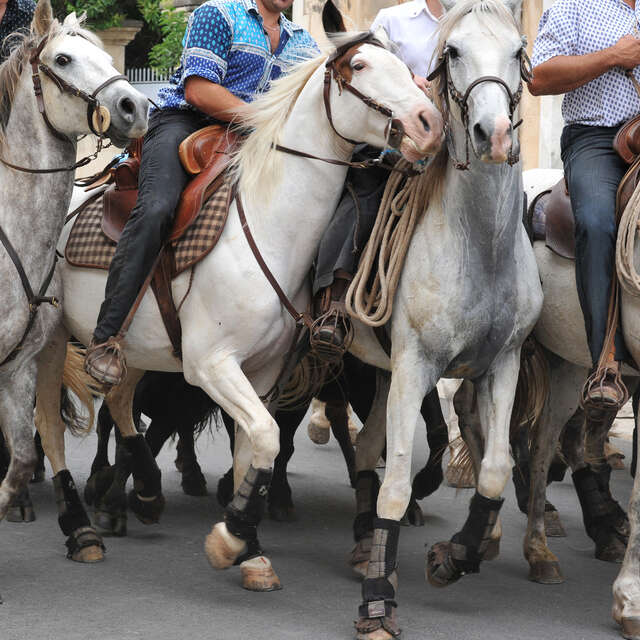 Feria - Course des gardians