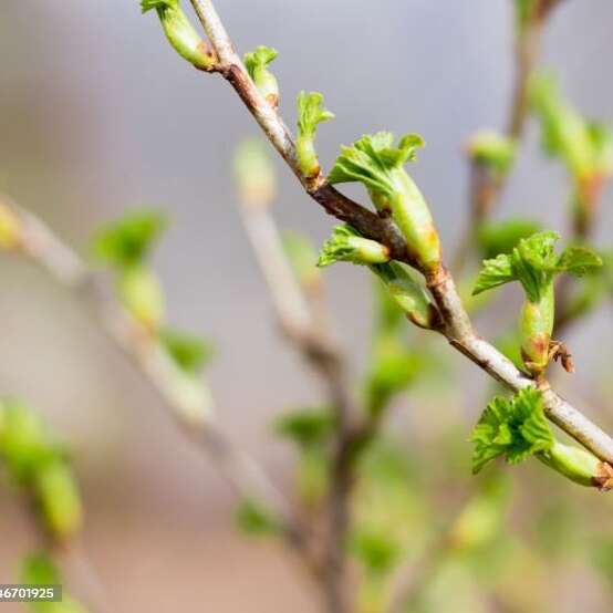 Balade-récolte et préparations de bourgeons