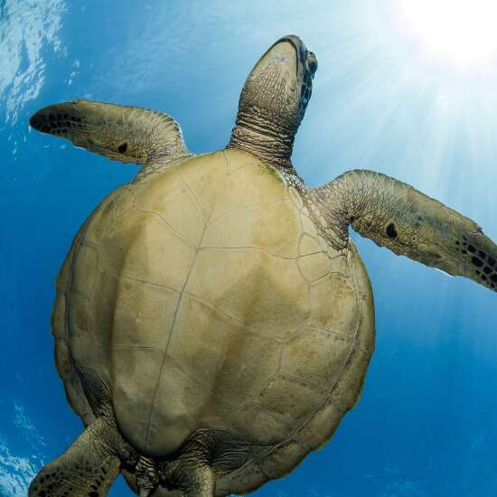 Moorea Blue Diving Center