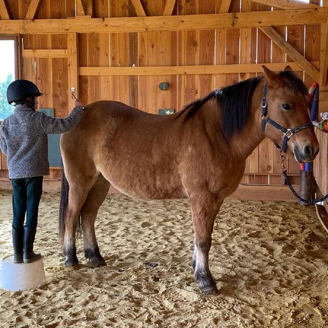 Stages d'équitation et baby poney à l'écurie-asinerie Laura Aubert