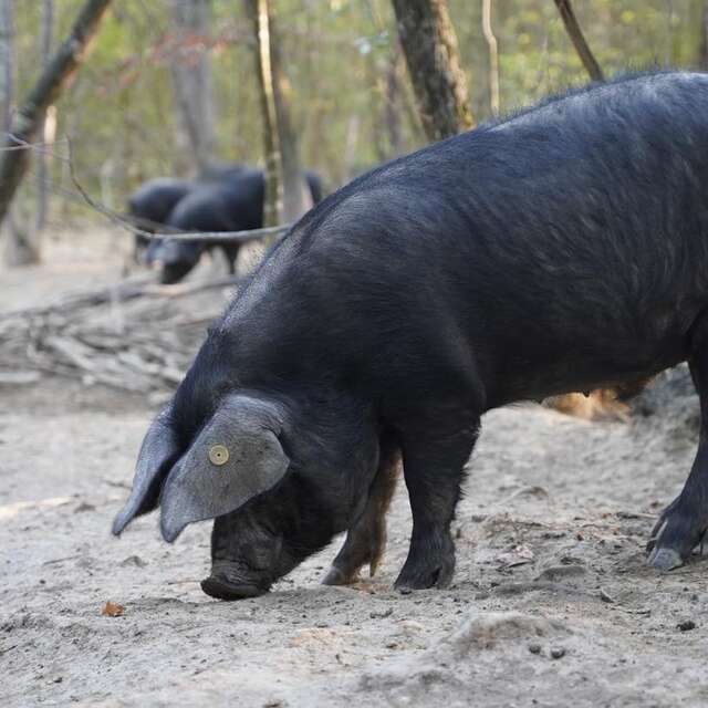 Le Noir du Picou