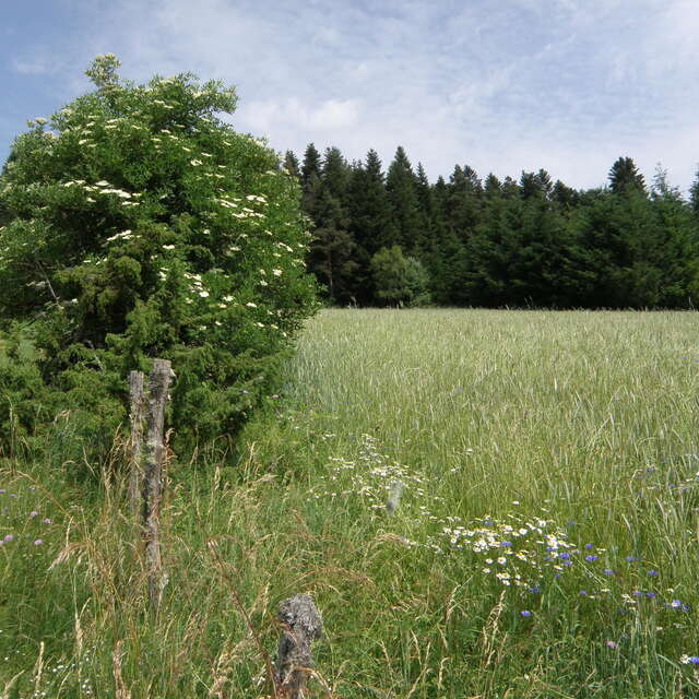 Entre Dore et Dolore, fabriquer son herbier