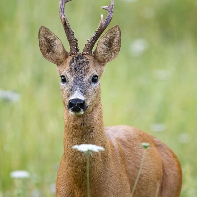 Sur la piste du chevreuil