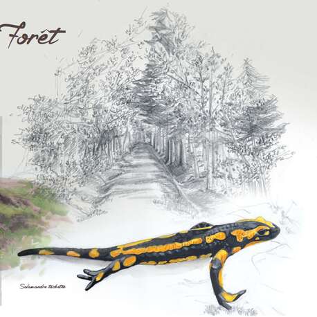 Exposition "Immersion au cœur de 5 forêts sensibles"