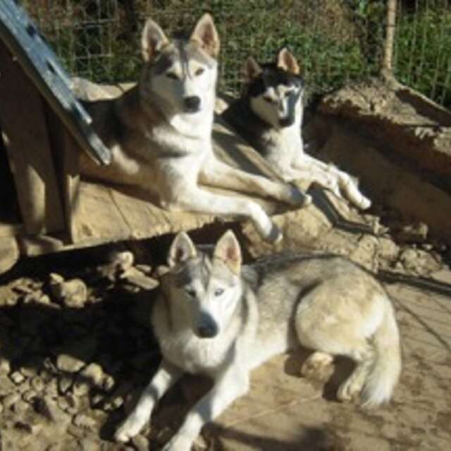 Elevage le Clos de la Vallée Blanche: A la Découverte du Monde des Chiens Polaires - Eric Boubert