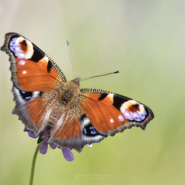 Objectif papillons