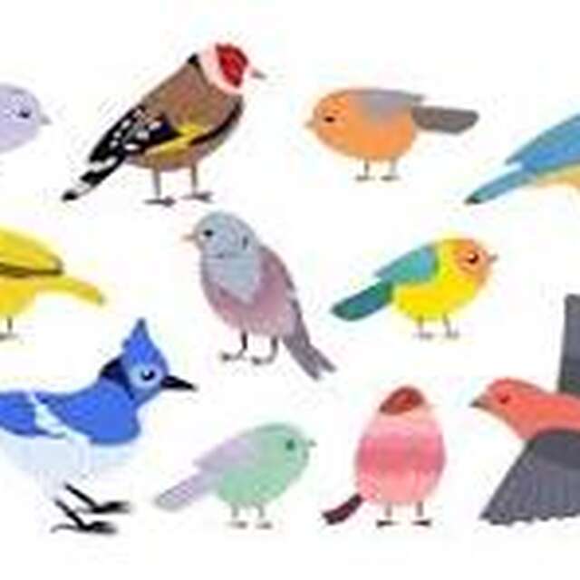 Découverte des chants des oiseaux