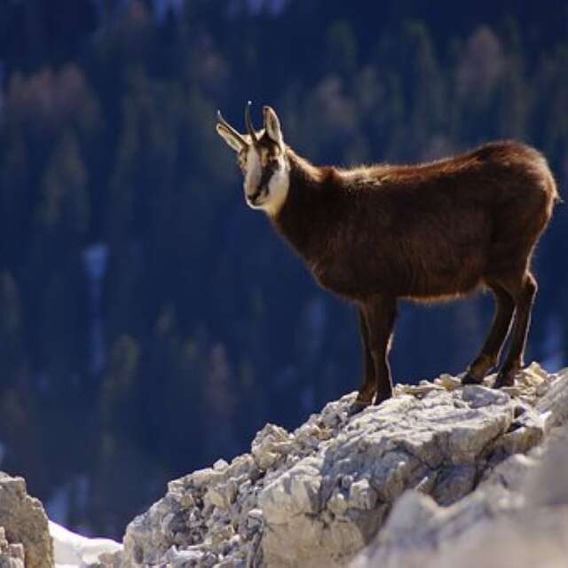 Sur les traces de chamois