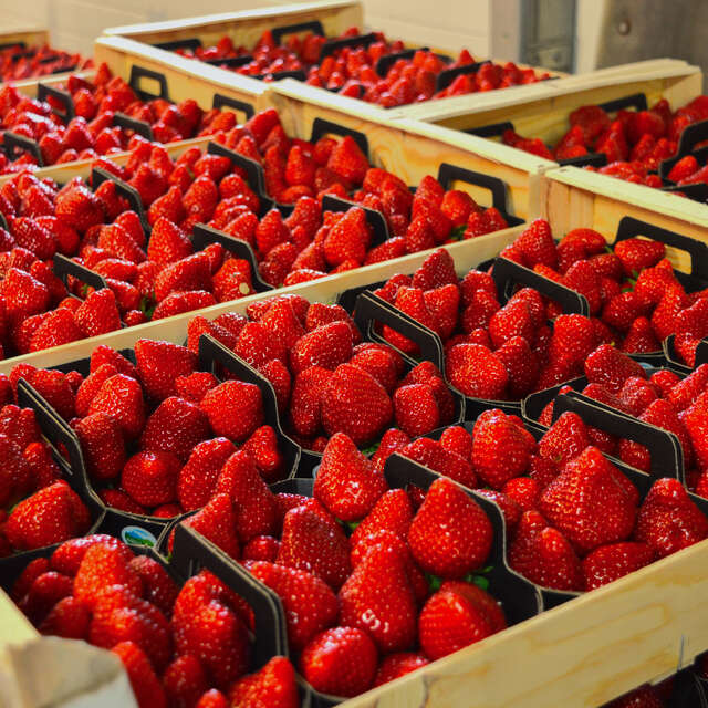 Fruits Rouges des Monts du Velay