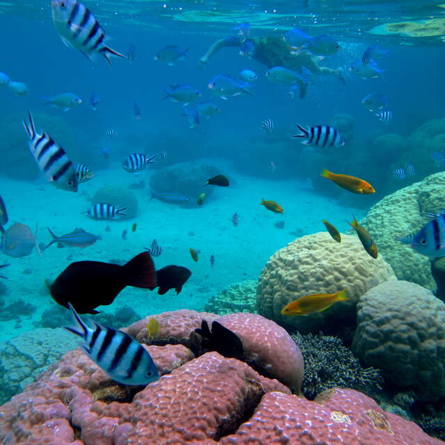 Coral reef