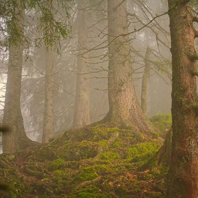 Biodiversité des forêts de montagne du Forez - Instants Curieux