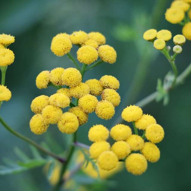 L'immortelle, la fleur d'or du var