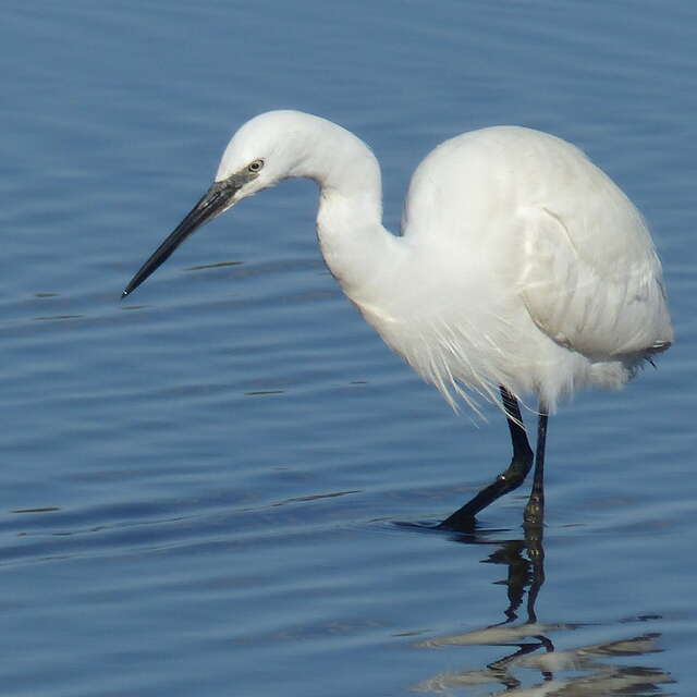 Oiseaux et nature de la Réserve Naturelle
