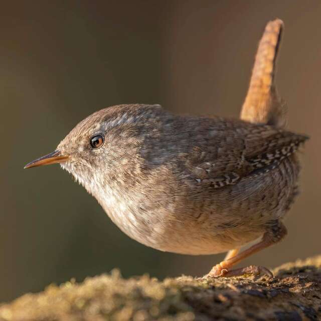 Sortie ornithologique