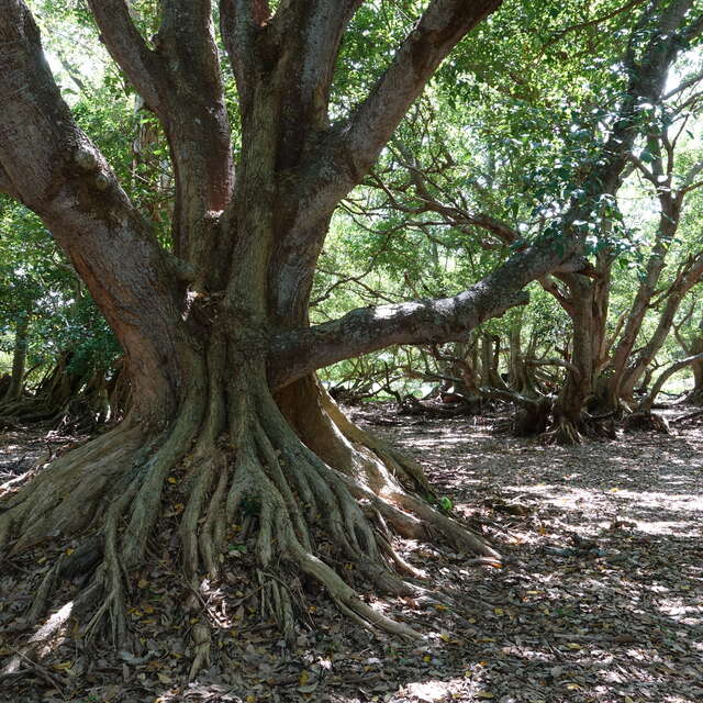 Forêt sèche de Deva