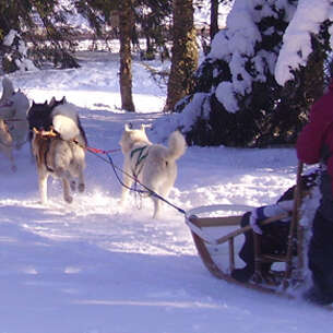 Dubost Nature - Chiens de traineau