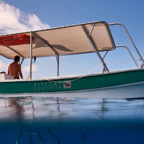 Pacifik Attitude - Whale watching tours