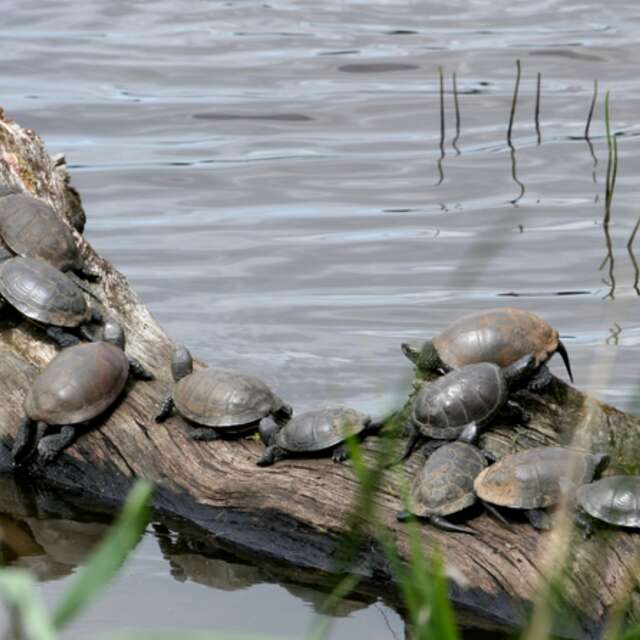 Nature outing on the study and monitoring of European Cistudes