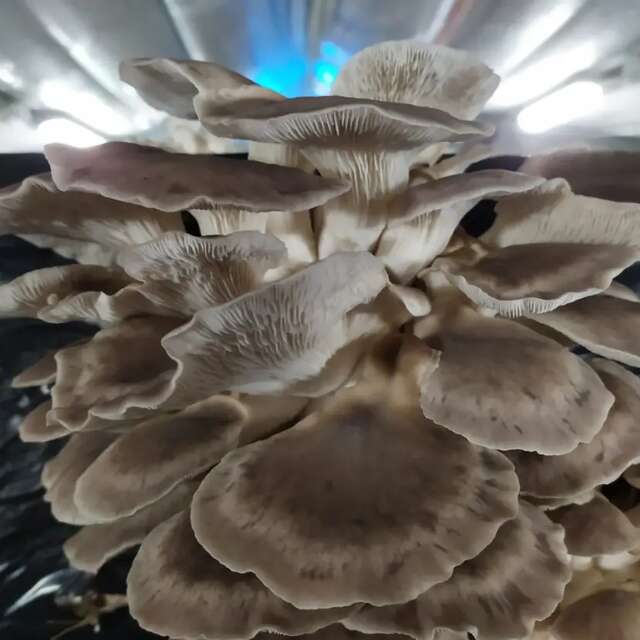 Moussoune productions - Champignons