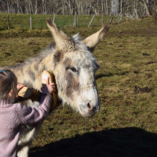 Immersion dans un troupeau d'ânes et chevaux