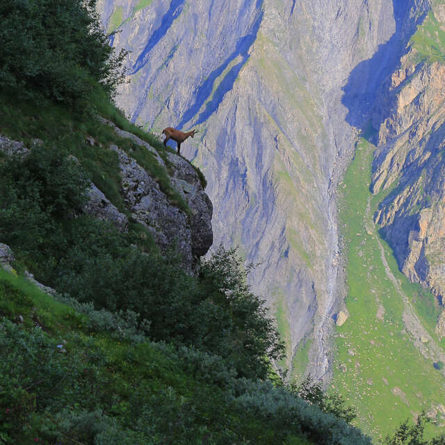 Observation des Chamois - Randos Champsaur